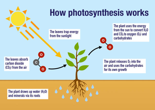 illustrations, cliparts, dessins animés et icônes de comment fonctionne la photosynthèse - photosynthèse