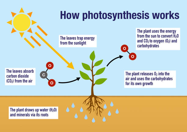 Photosynthesis Flow Chart For Kids photosynthesis-flow-chart-for-kids