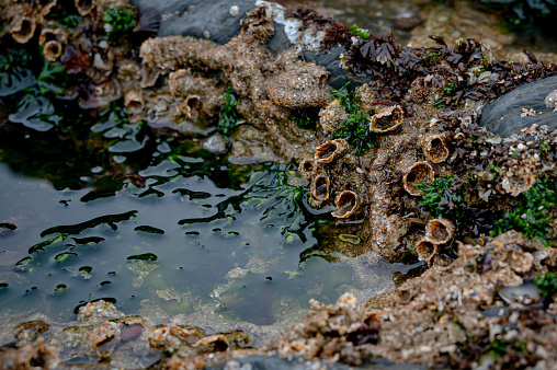 High angle closeup view of a small rock-pool with various colourful seaweeds on a rock platform on the beach on the south coast of NSW near Ulladulla