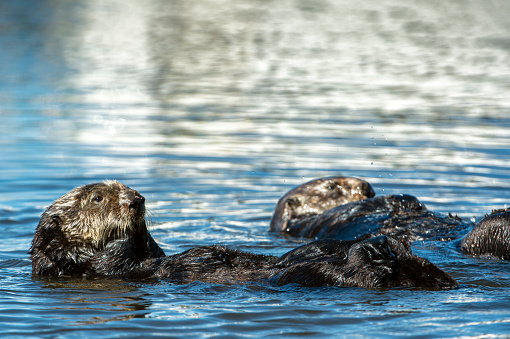 Three wild river Otter ( Lontra canadensis ) in the grass. Edited.