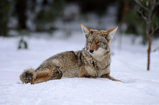 Wild Coyote Lying in Snow