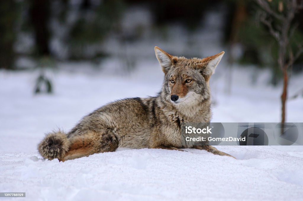 Wild Coyote Lying in Snow One wild coyote lying in the snow with trees in the background.

Taken in Yosemite National Park, California, USA Coyote Stock Photo