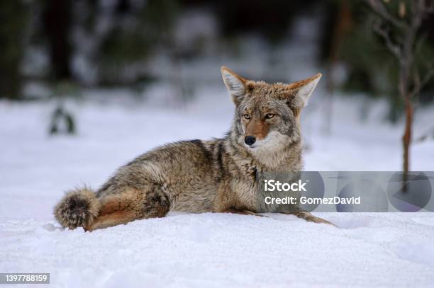Wild Coyote Lying In Snow Stock Photo - Download Image Now - Coyote, California, Animal