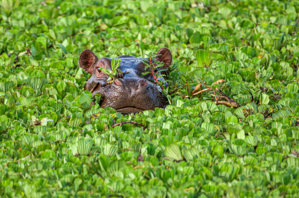 istock Wild African Hippo with Head Above Floating Water Lettuce 1397788176
