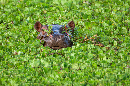Close-up of hippo floating in pond covered in green water lettuce.\n\nTaken in Kenya, Africa,