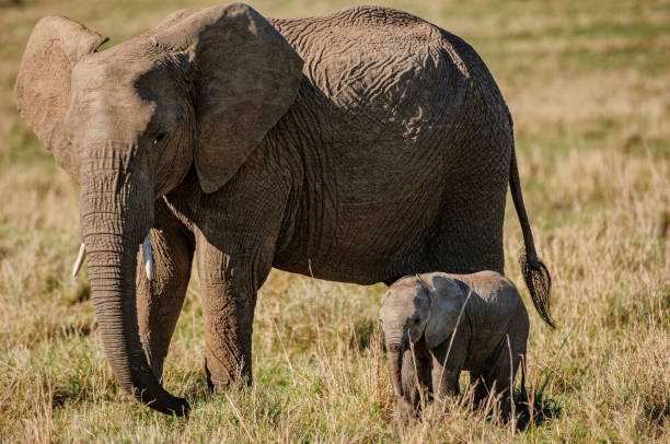istock Mother African Elephant and New Baby 1397788185