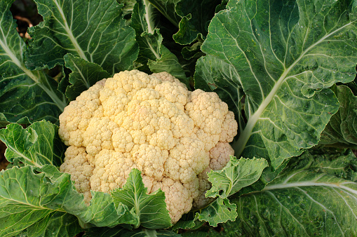 Close-up of a organic cauliflower growing on an organic vegetable farm.