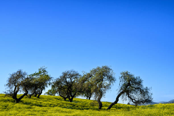 Panorama of the blooming tangerine garden under deep blue sky. Colorful spring scene on the Milazzo cape, Sicily, Italy, Europe. Beauty of countryside concept background.