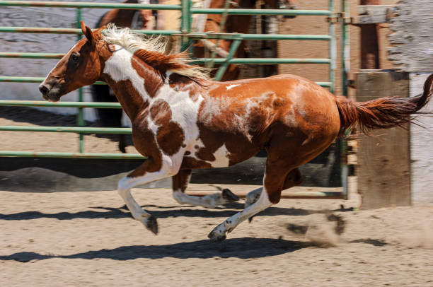 istock Pinto Colored Horse Running in a Mexican Rodeo 1397788224