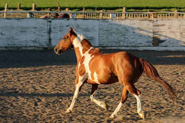 istock Pinto Colored Horse Running in a Mexican Rodeo 1397788231