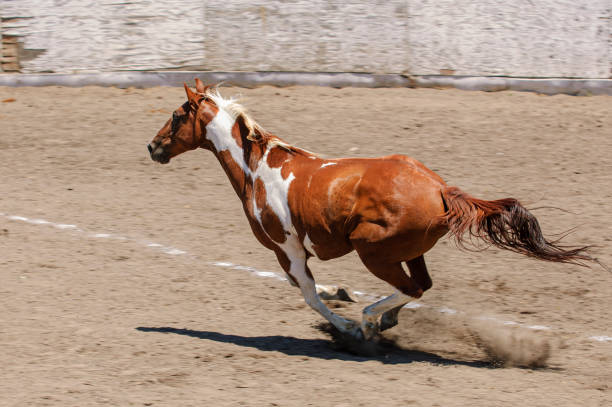istock Pinto Colored Horse Running in a Mexican Rodeo 1397788233