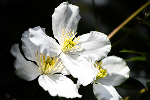 White flowers with yellow stamens of a clematis looking towards the sunshine on a summers afternoon