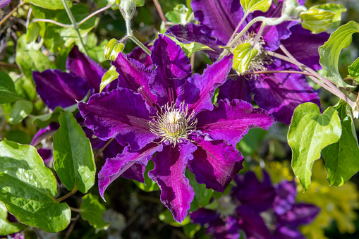 Close up of purple clematis flowers in bloom