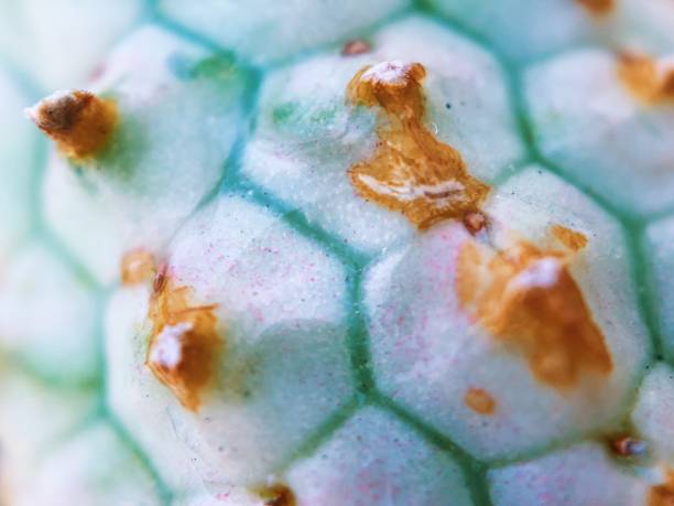 istock Macro of a Euphorbia 1397791334