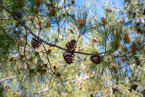 Cones on the pine tree with blue sky background in summer