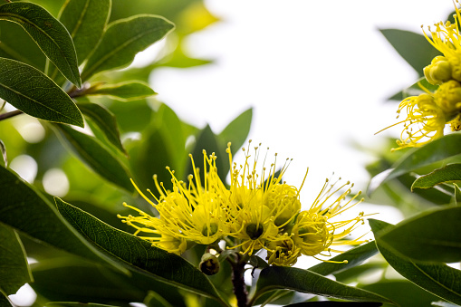 Shrub with beautiful native yellow flowers, background with copy space, full frame horizontal composition