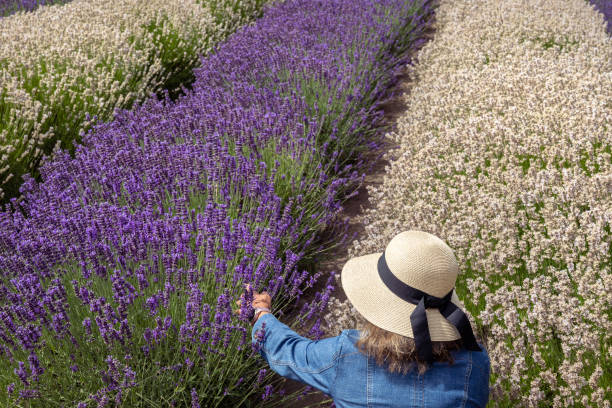 sun hat과 jean jacket을 가진 여성 picking lavender in white and purple lavender field in sequim, wa - 5943 뉴스 사진 이미지