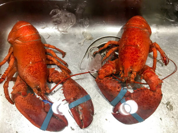 istock Two cooked lobsters in the sink 1397794026