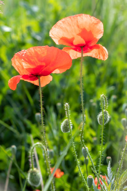 zwei scharlachrote mohnblumen auf dem hintergrund von üppigem smaragdgrünem laub. nahaufnahme. papaver rhoeas - l. - oriental poppy poppy leaf close up stock-fotos und bilder