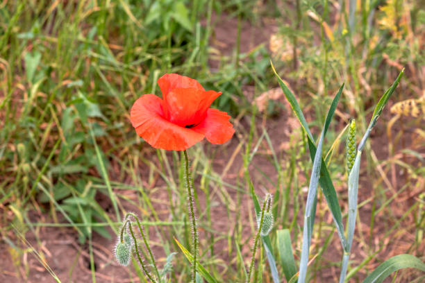 scharlachrote mohnblume nahaufnahme. zarte blütenblätter haben einen seidigen satinglanz. papaver rhoeas - l. - oriental poppy poppy leaf close up stock-fotos und bilder