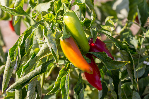 Agriculture. The peppers grow in a field in the ground in the outdoors close-up.