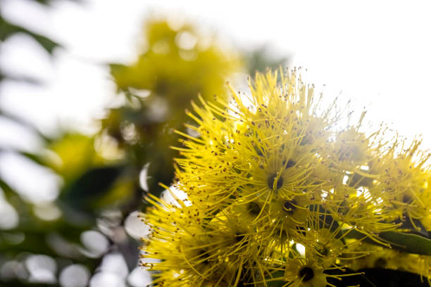Shrub with beautiful native yellow flowers, background with copy space, full frame horizontal composition