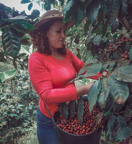 istock Woman picks coffee from her farm 1397796219