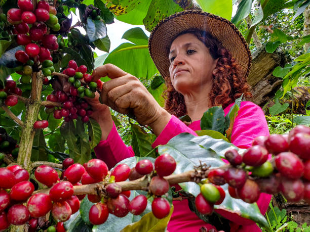 frau pflückt kaffee von ihrer farm - developing countries fotos stock-fotos und bilder