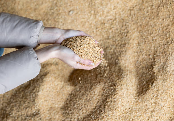 istock Farmer holding scoop of soybean husk 1397797402