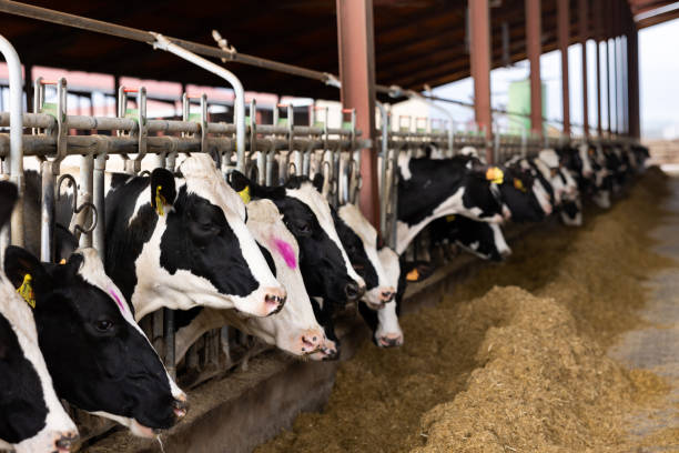 istock Cows eating hay in cowhouse 1397797405