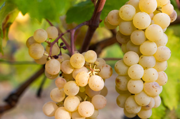 istock Ripe grapes in the garden 1397797819