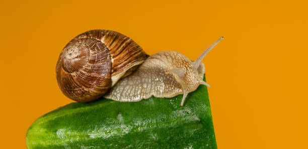istock big snail eating green cucumber on yellow background 1397798848