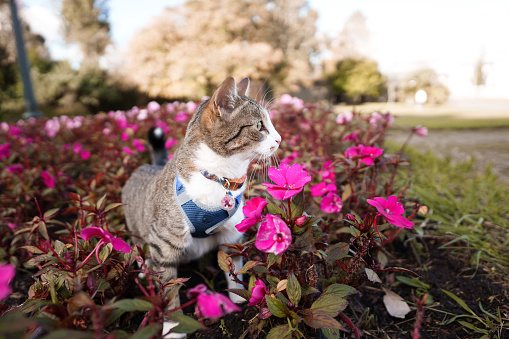 Cat enjoying a spring day