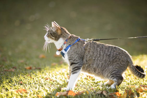 Cat enjoying a spring day