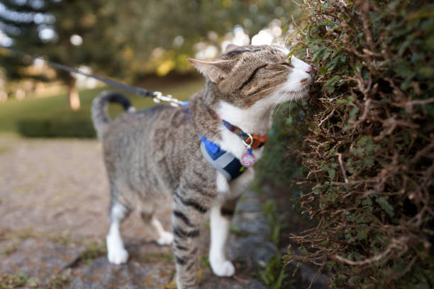 istock Cat sniffing shrubs in the park 1397800092