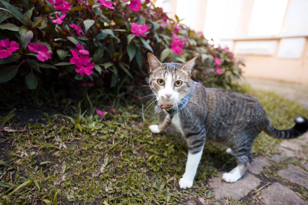 istock Cat walking around the garden 1397800094