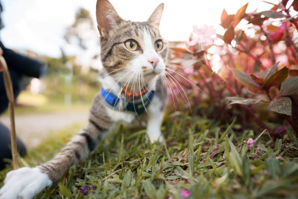 istock Beautiful cat staring around the garden 1397800097