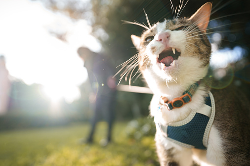 Cat enjoying a spring day