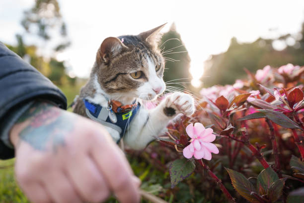 Cat enjoying a spring day