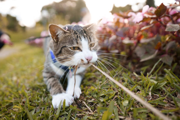 istock Cat playing with owner in the garden 1397800114