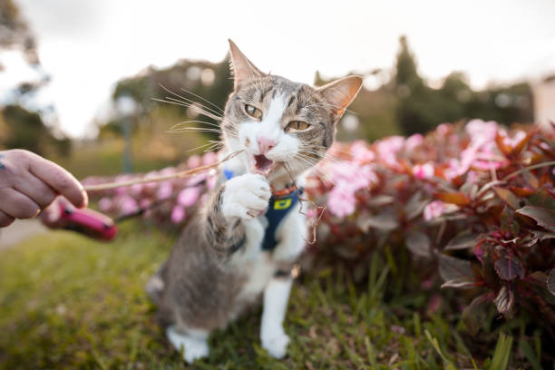 istock Cat playing with owner in the garden 1397800119