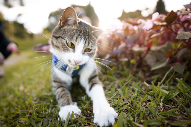 istock Cat playing around the garden 1397800123