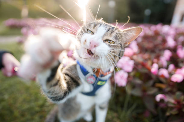 istock Cat playing around the garden 1397800124