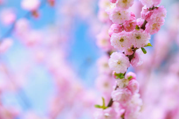 istock Flowers on a branch of sakura tree with selective focus on a blurred background. Defocused backdrop copy space 1397802617