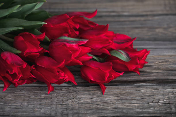 Beautiful red lily-flowered tulips on old rustic wooden boards\