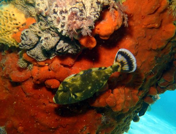 pesce giacca di cuoio mosaico - victoria sponge foto e immagini stock
