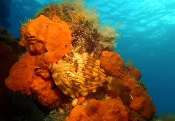 サンゴに対するモザイクレザージャケットの魚 - victoria sponge ストックフォトと画像