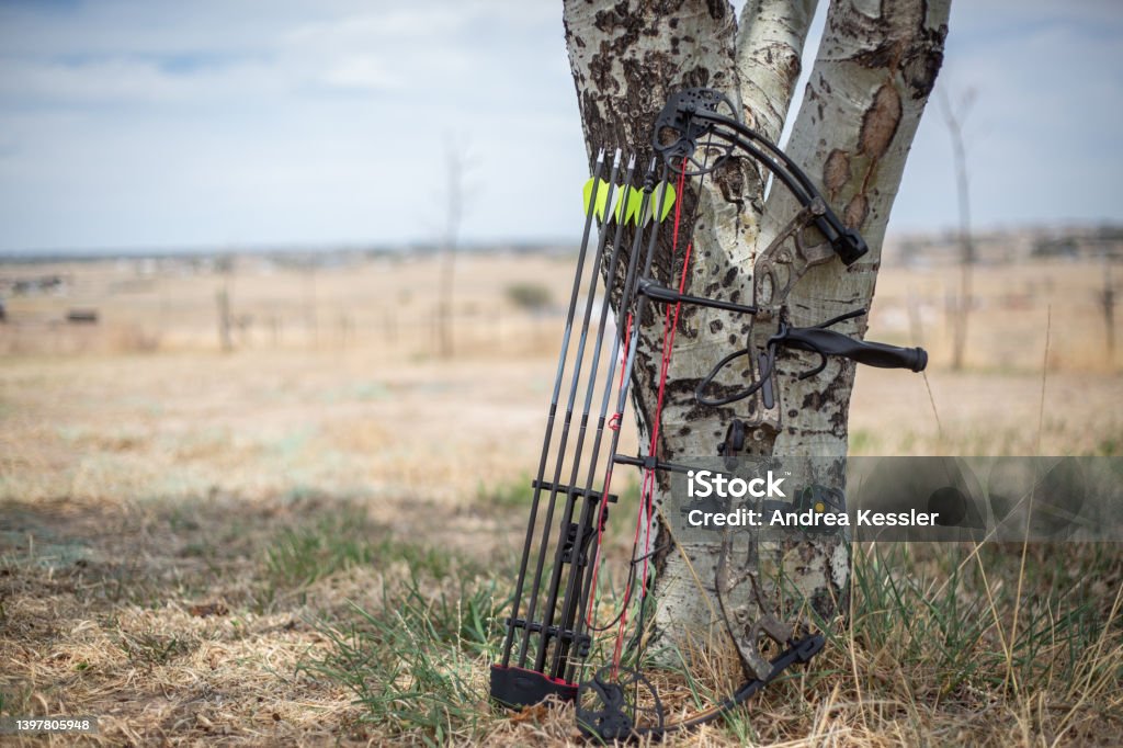 Compound bow and black arrows leaning against an aspen tree Compound bow and black arrows leaning against an aspen tree. Bow Hunting Stock Photo