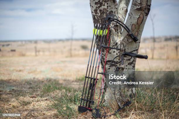 Compound Bow And Black Arrows Leaning Against An Aspen Tree Stock Photo - Download Image Now