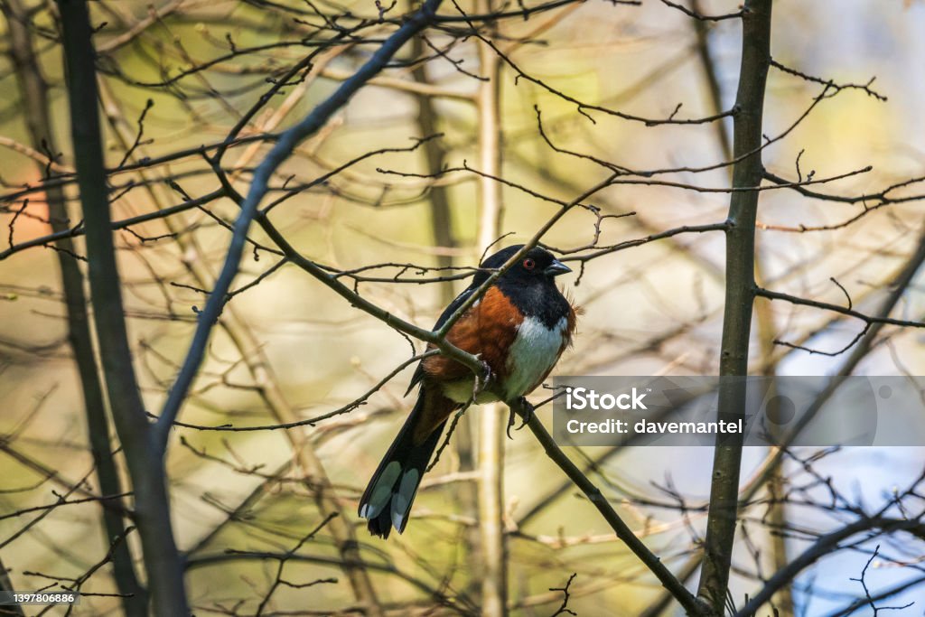 Red Sparrow Bird Red Sparrow bird sitting in the trees. Animal Stock Photo